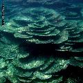 ../images/illus-genres-tous/Acropora-sp/DSCN8360.JPG