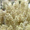 ../images/illus-genres-tous/Acropora-sp/DSCN9531.JPG