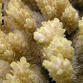 ../images/illus-genres-tous/Acropora-sp/DSCN9597.JPG