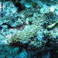 ../images/illus-genres-tous/Cyphastrea-sp/IMG_5678-cyphastrea.jpg