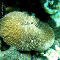 ../images/illus-genres-tous/Fungia-sp/DSCN9939.JPG
