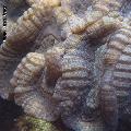 ../images/illus-genres-tous/Lobophyllia-sp/Lobophyllia_3702.JPG