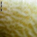 ../images/illus-genres-tous/pavonapavona-sp/DSCN9569.JPG