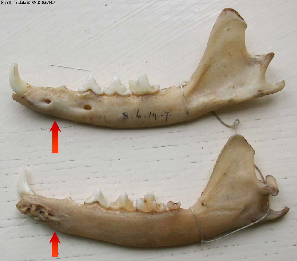 Applatissement de la région antérieure de la mandibule Base