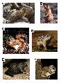 ../images/sciuridae.PNG