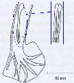 ../images/talpae_bourse_spicules.PNG