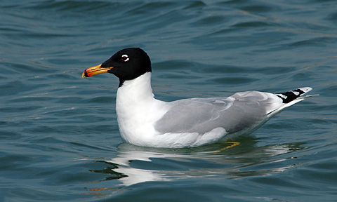 Larus_ichthyaetus.jpg