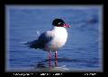 ../images/Larus_melanocephalus.jpg