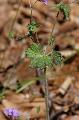Geranium/Geranium_pyrenaicum/Geranium_pyrenaicum_2_jp_milcent.JPG