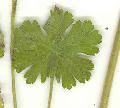 Geranium/Geranium_pyrenaicum/Geranium_pyrenaicum_feuille_2_julie_bertrand.jpg