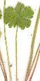 Geranium/Geranium_pyrenaicum/Geranium_pyrenaicum_feuille_julie_bertrand.jpg