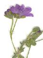 Geranium/Geranium_pyrenaicum/Geranium_pyrenaicum_fl_julie_bertrand.jpg