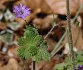 Geranium/Geranium_pyrenaicum/Geranium_pyrenaicum_jp_milcent.jpg