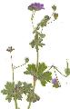 Geranium/Geranium_pyrenaicum/Geranium_pyrenaicum_julie_bertrand.jpg