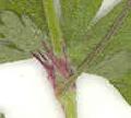 Geranium/Geranium_pyrenaicum/Geranium_pyrenaicum_stipules_julie_bertrand.jpg