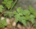 Geranium/Geranium_robertianum/Geranium_robercianum_feuille_jp_milcent.jpg