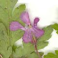 Geranium/Geranium_robertianum/Geranium_robercianum_fl_julie_bertrand.jpg
