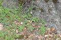 Geranium/Geranium_robertianum/Geranium_robertianum_2_jp_milcent.JPG