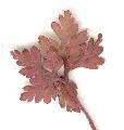 Geranium/Geranium_robertianum/Geranium_robertianum_feuille_2_julie_bertrand.jpg