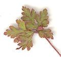 Geranium/Geranium_robertianum/Geranium_robertianum_feuille_julie_bertrand.jpg