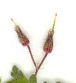 Geranium/Geranium_robertianum/Geranium_robertianum_fr_julie_bertrand.jpg