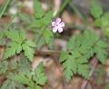 Geranium/Geranium_robertianum/Geranium_robertianum_jp_milcent.jpg