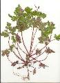 Geranium/Geranium_robertianum/Geranium_robertianum_julie_bertrand.jpg