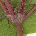 Geranium/Geranium_robertianum/Geranium_robertianum_stipules_poils_julie_bertrand.jpg