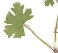 Geranium/Geranium_rotundifolium/Geranium_rotundifolium_feuille_julie_bertrand.jpg