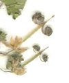 Geranium/Geranium_rotundifolium/Geranium_rotundifolium_fr_julie_bertrand.jpg