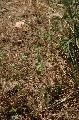Geranium/Geranium_rotundifolium/Geranium_rotundifolium_jp_milcent.jpg