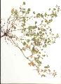 Geranium/Geranium_rotundifolium/Geranium_rotundifolium_julie_bertrand.jpg