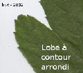 Xper_FormeLobe_Arrondi1.jpg