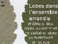 Xper_FormeLobe_Arrrondis2.PNG