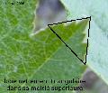 Xper_FormeLobe_Triangulaire1.jpg