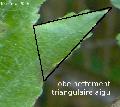 Xper_FormeLobe_Triangulaire2.JPG