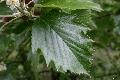 Xper_Sorbus_SemiincisaSensuDuv_Feuille1.JPG