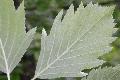 Xper_Sorbus_SemiincisaSensuDuv_Feuille2.JPG