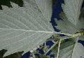 Xper_Sorbus_SemiincisaSensuDuv_FeuilleBase.JPG