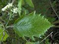 Xper_Sorbus_SemiincisaSensuDuv_FeuilleFleurs.JPG