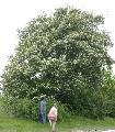 Xper_Sorbus_SemiincisaSensuDuv_Port.JPG
