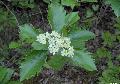 Xper_Sorbus_SemiincisaSensuDuv_RameauFleuri.JPG
