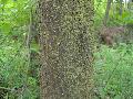 Xper_Sorbus_SemiincisaSensuDuv_Tronc.JPG