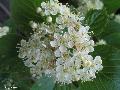 Xper_Sorbus_aria_Bauges_floraison_br.c_chr.d.jpg