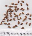 Xper_Sorbus_aria_Drome_graines_br.c.jpg