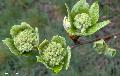 Xper_Sorbus_aria_boutons_floraux_br.c.JPG