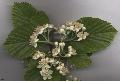 Xper_Sorbus_aria_corymbe_br.c.jpg