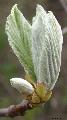 Xper_Sorbus_aria_debourrement_fr.d.jpg