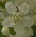 Xper_Sorbus_aria_fleur_br.c.png