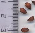 Xper_Sorbus_aria_graines_br.c.png